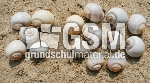 Schneckenhäuser-5+10.jpg